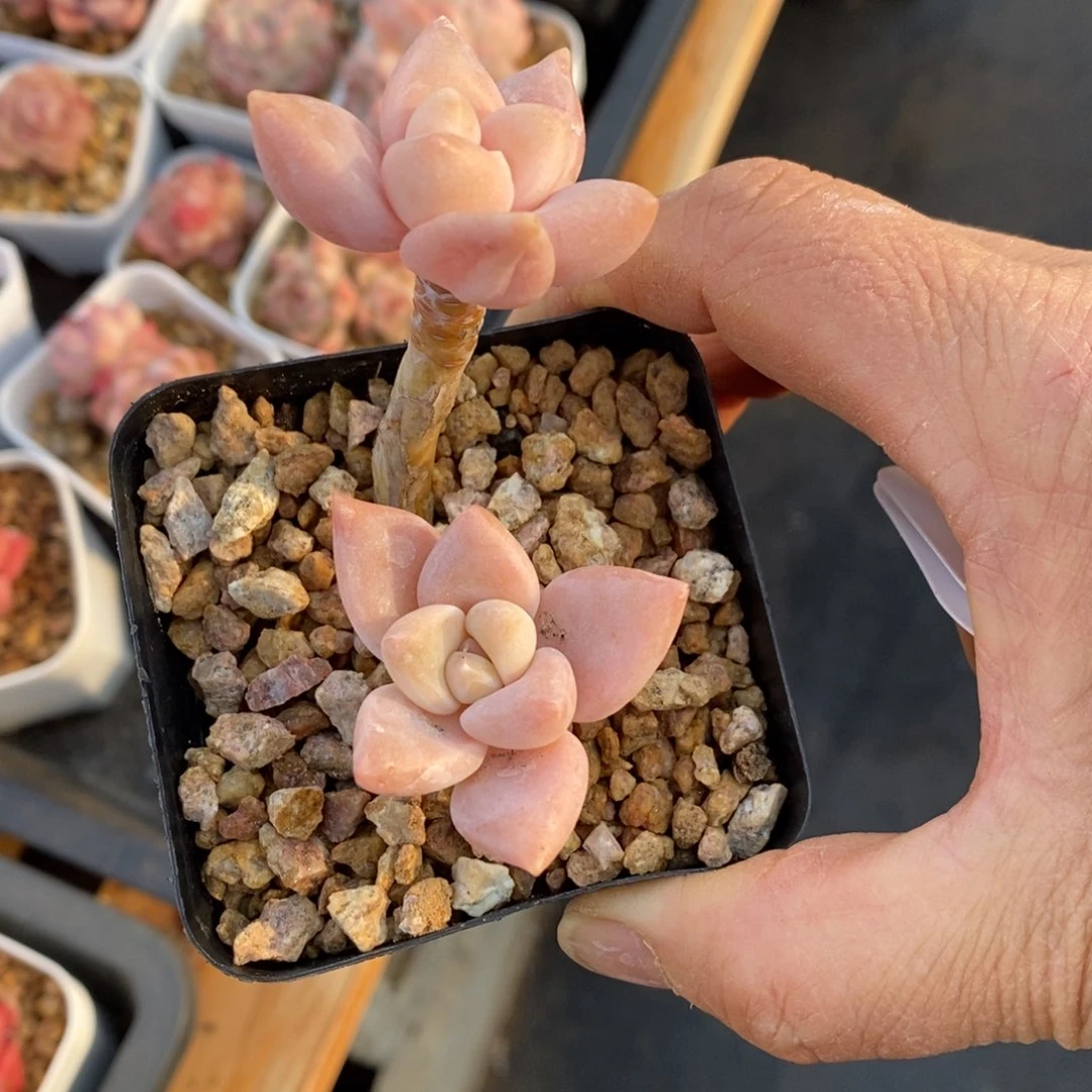 精品多肉一物一拍不包整191