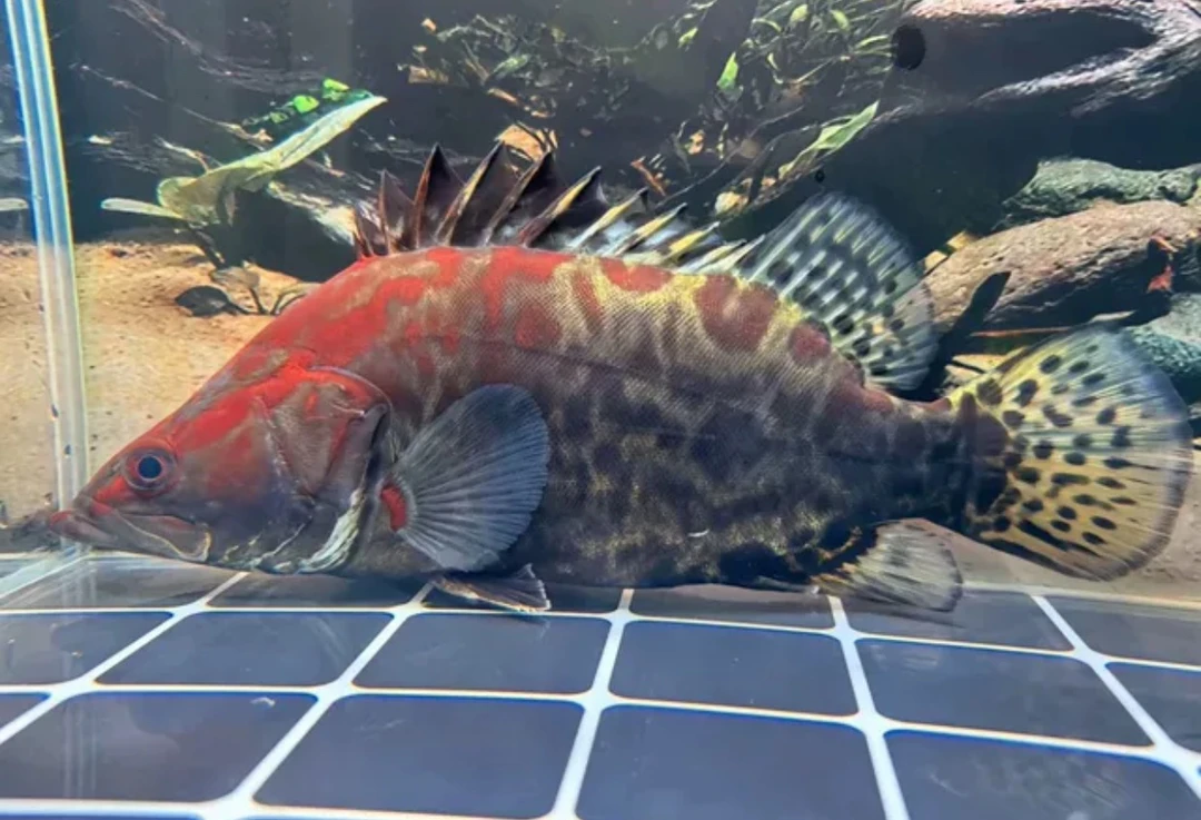 宠物鳜鱼红纹鳜淡水好养缸养互动凶猛