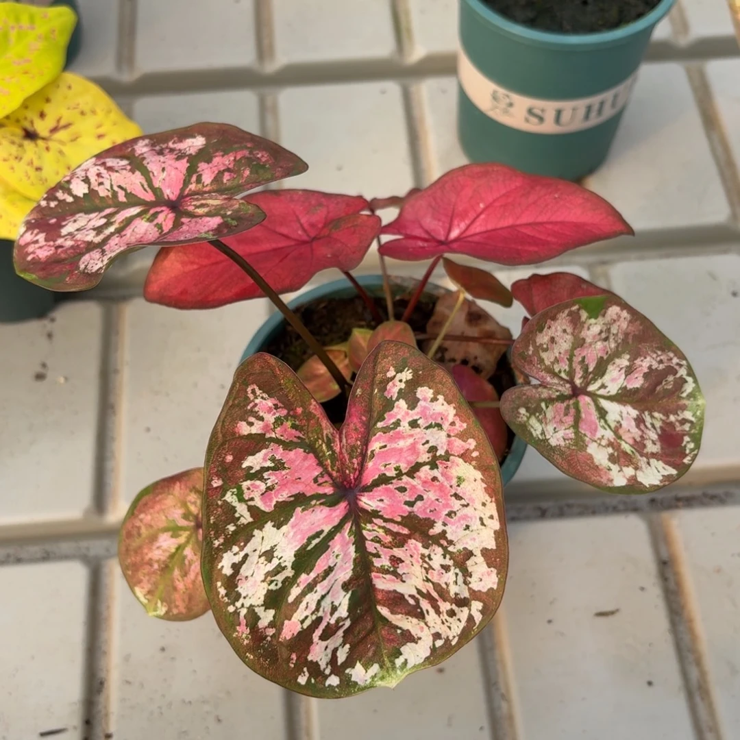 泰国彩叶芋16-1219