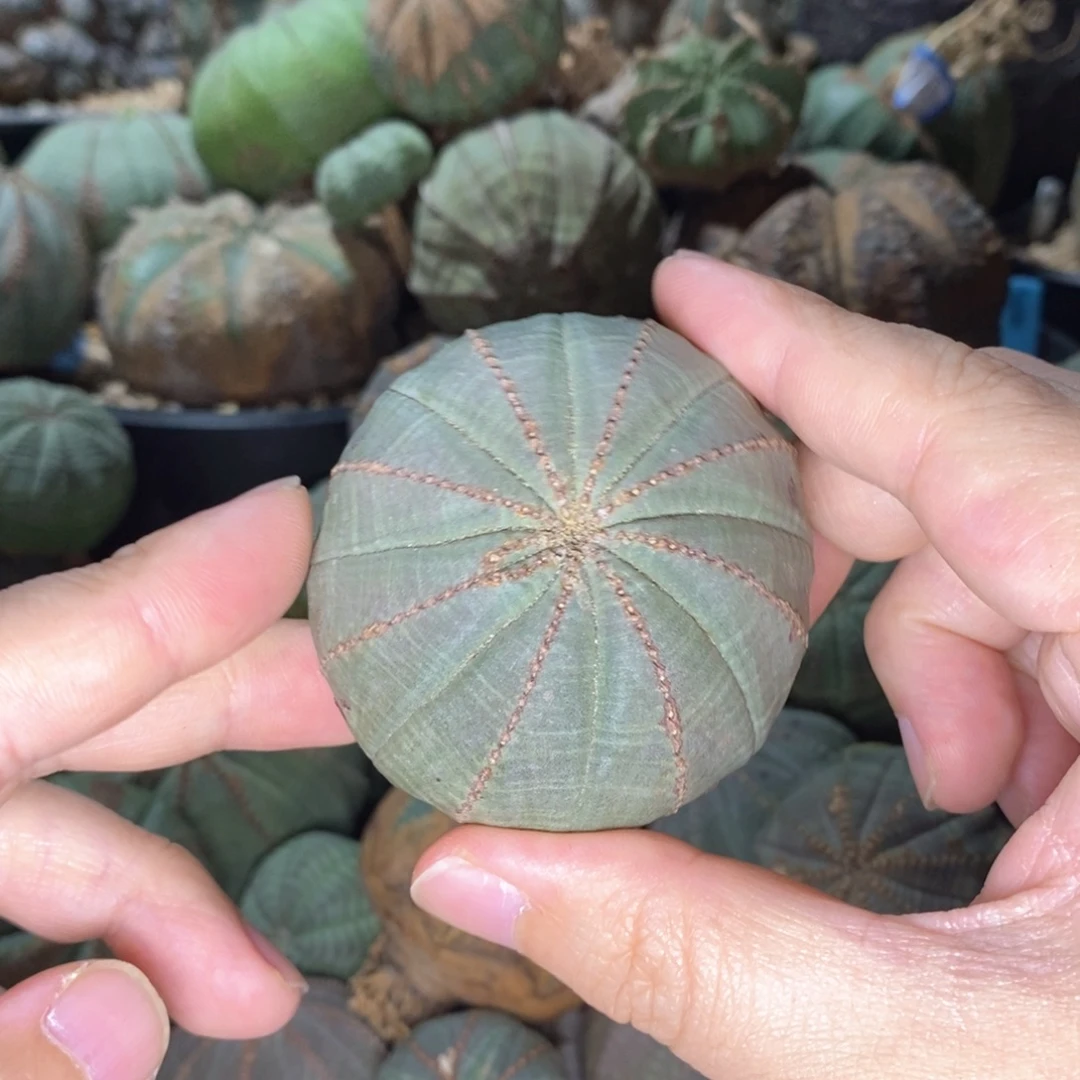 欧系布纹球一物一拍