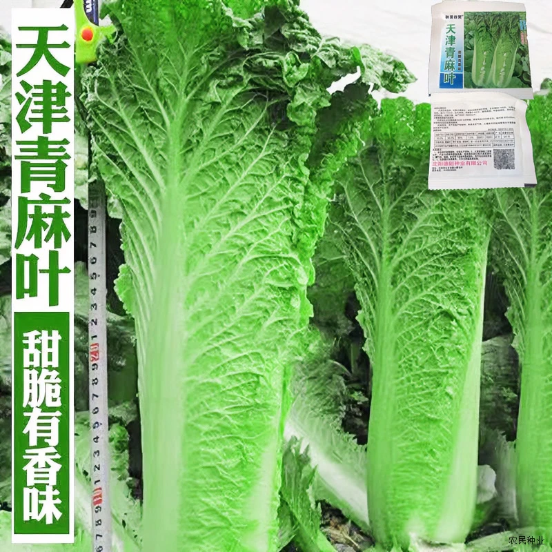 天津大青麻叶白菜种子直筒形抗病耐热秋季绿大白菜