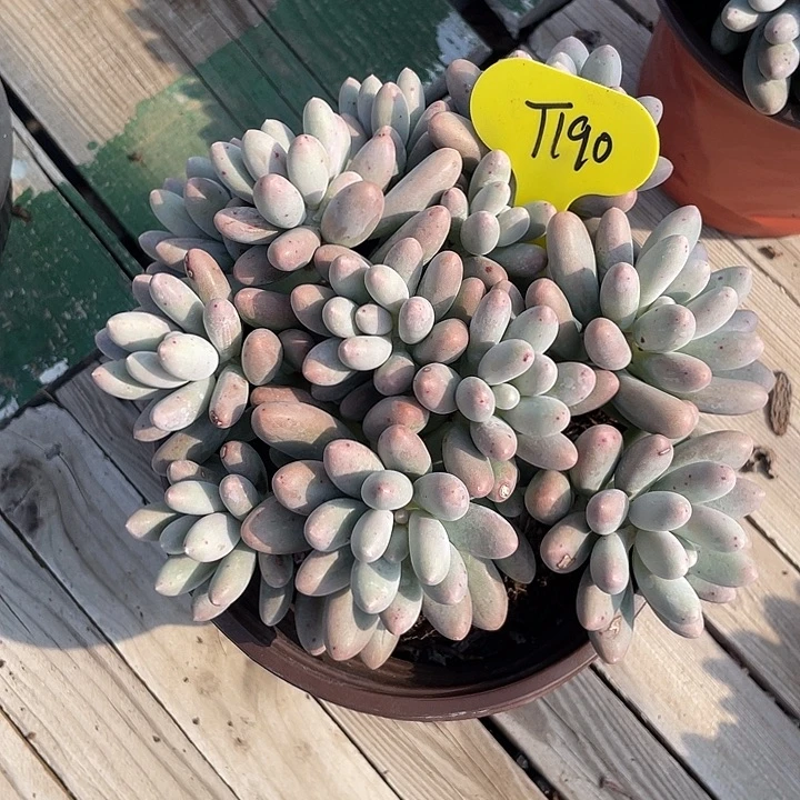 大叶汤圆多肉植物群生190