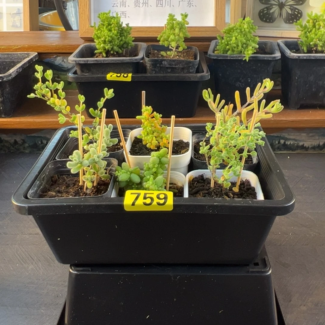枝干番杏多肉植物759