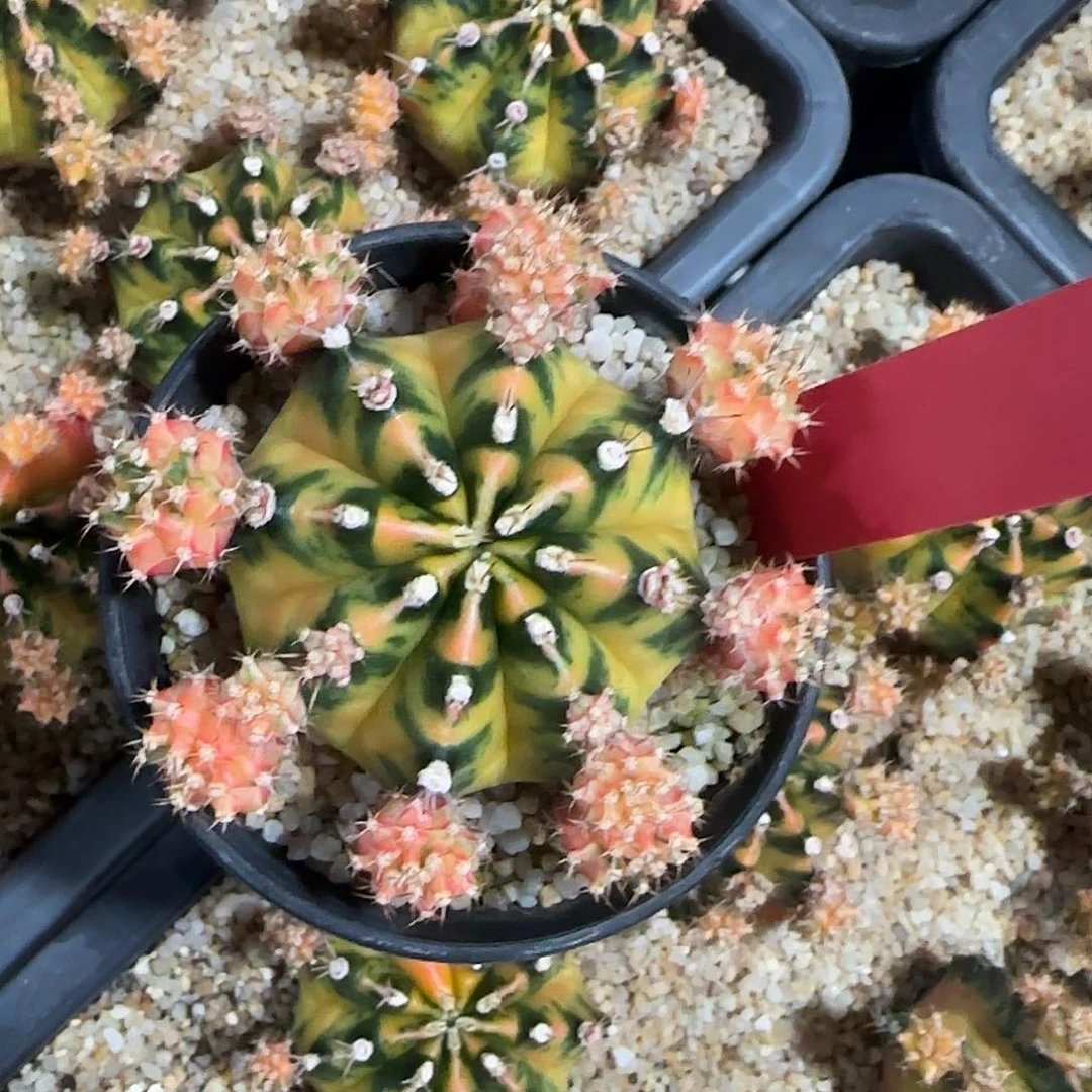 L814-0104泰国发货