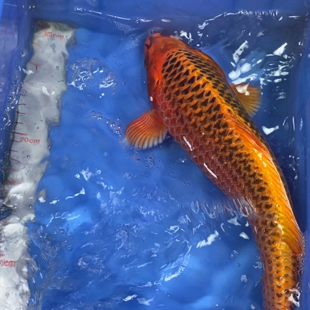 锦鲤冷水金龙包邮