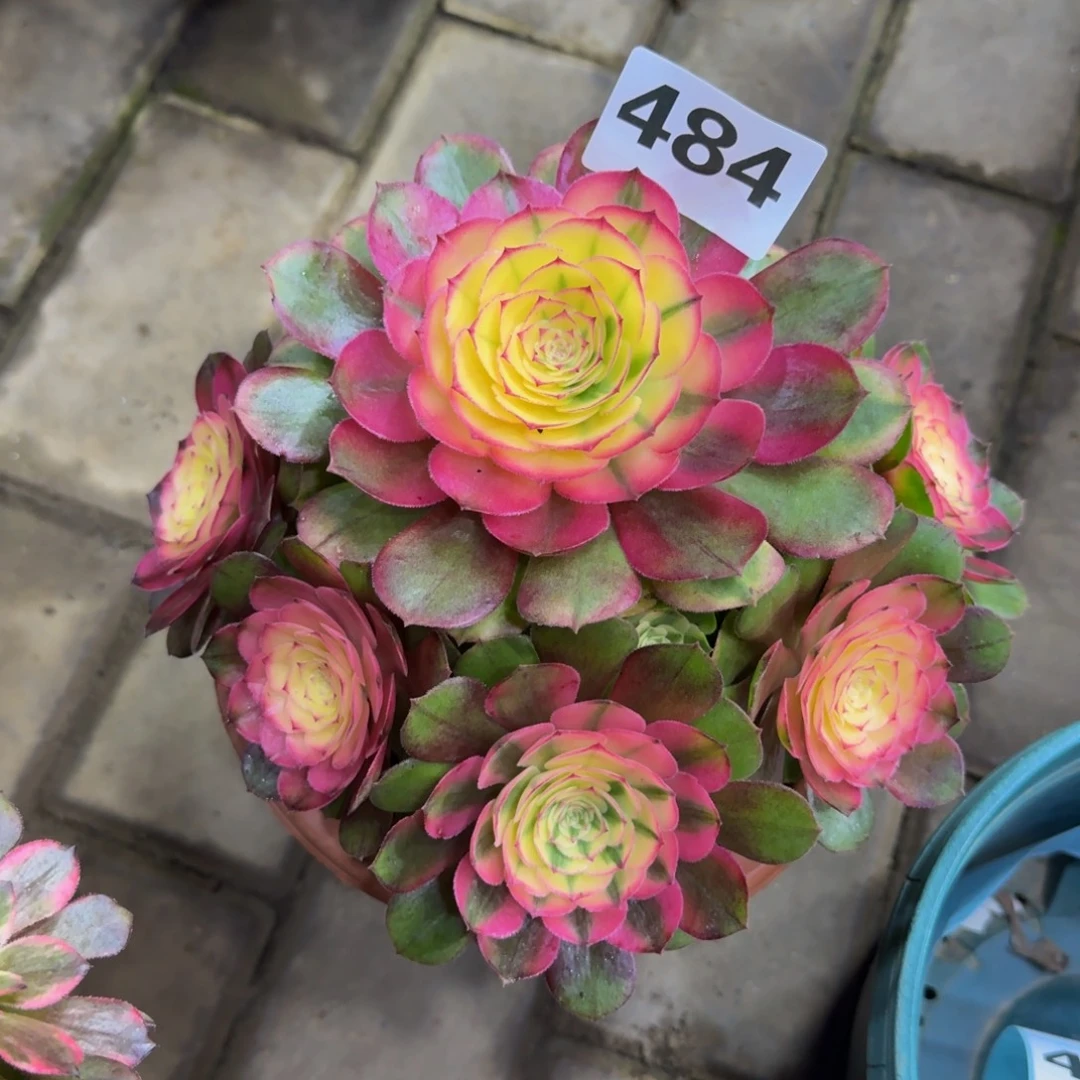 多肉植物484荔枝 法师