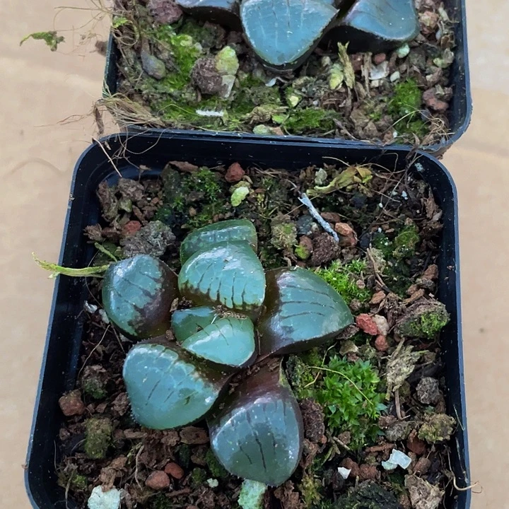 日月潭带盆土发货