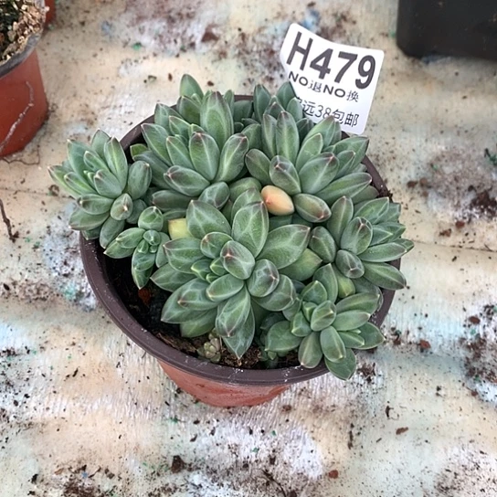 简***活美人群479 全场处理退款拉黑7-8天发货