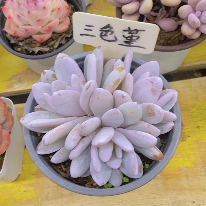 小*七多肉植物，开心多肉