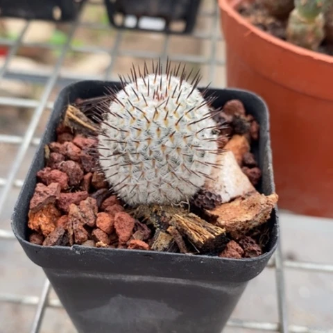 直刺佩蕾2仙人球