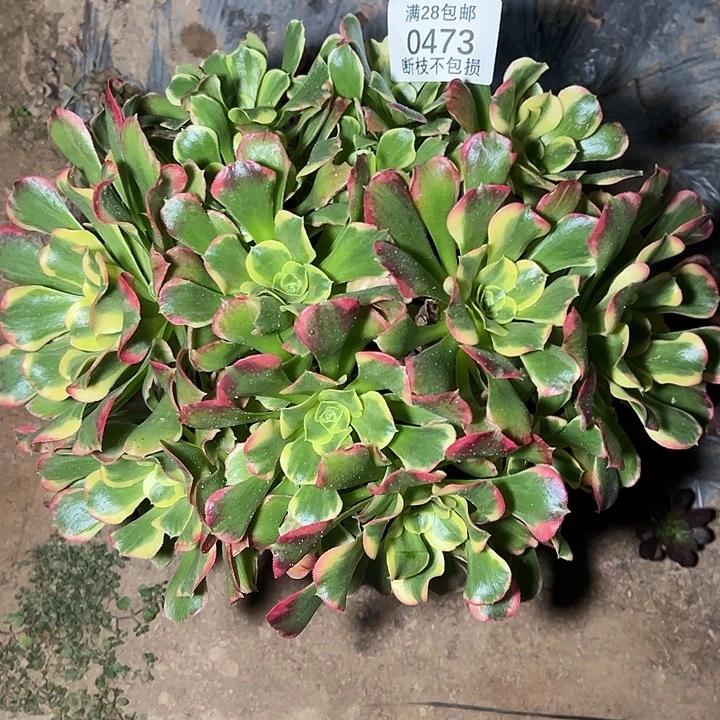 0473特斯拉多肉植物