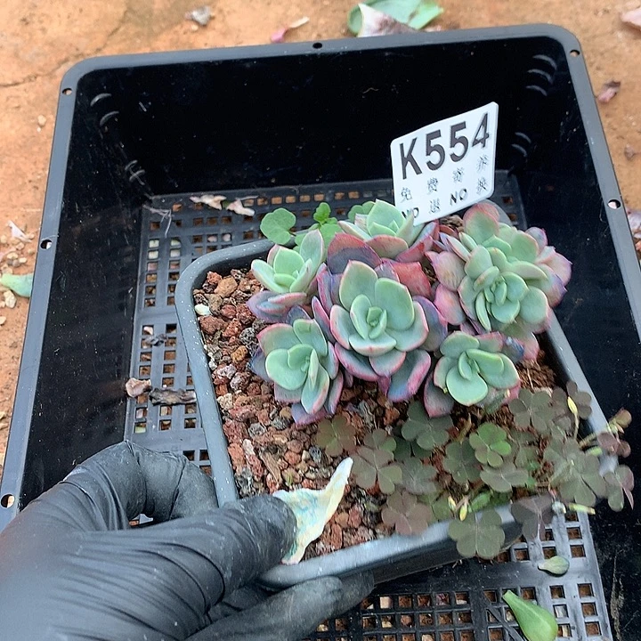 霞光缀化 璐璐多肉