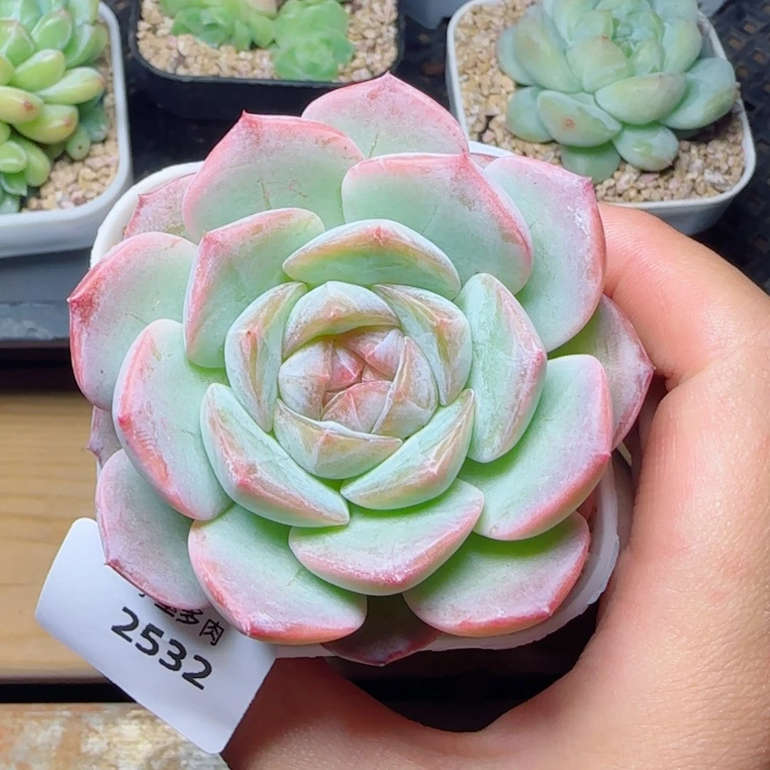 孤品福利，2532多肉植物