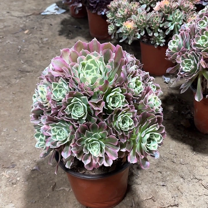 多肉植物法师白凤29