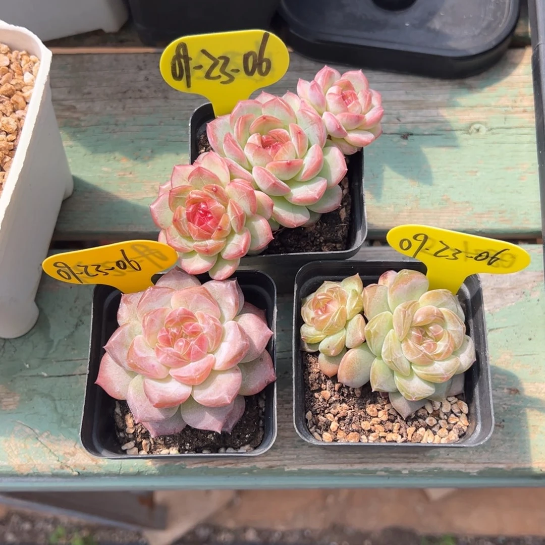 09-23-06三颗新品美肉多肉植物