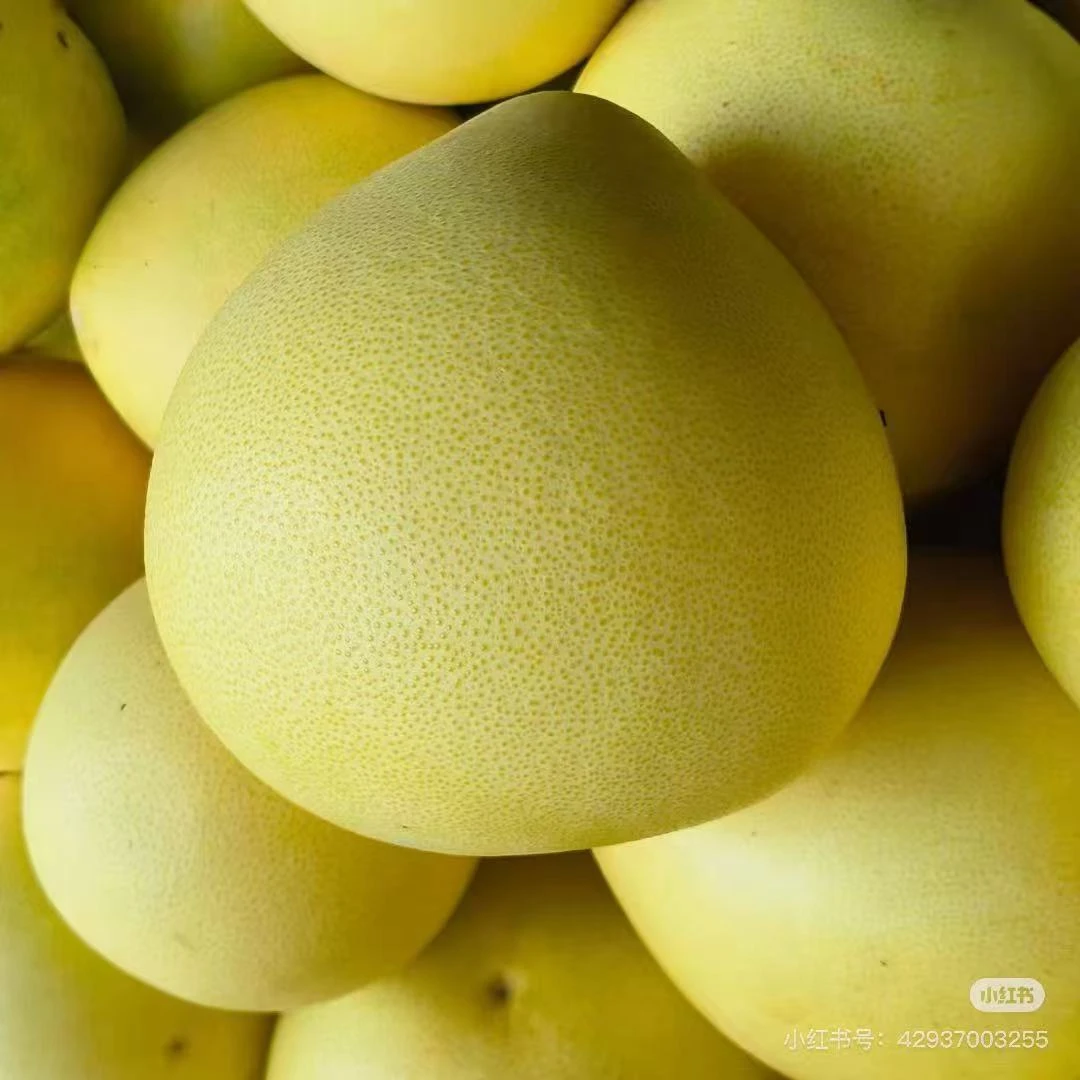 宣恩贡水白柚清甜可口新鲜水果（2个装）皮厚介意勿拍