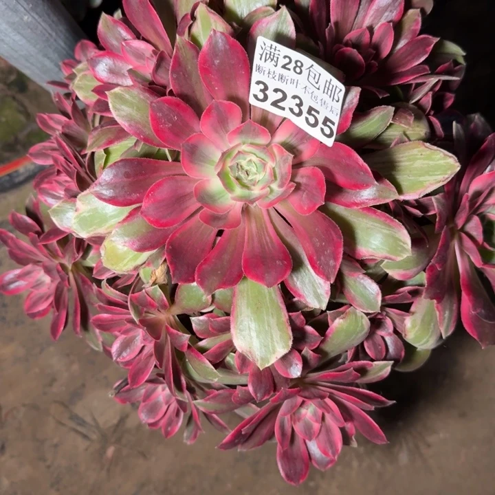32355浣纱多肉植物