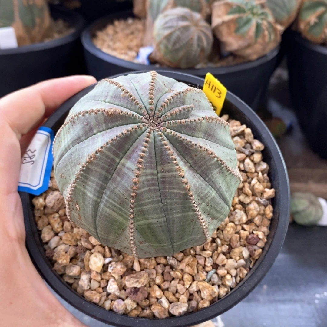 8 欧系实生布纹球多肉植物