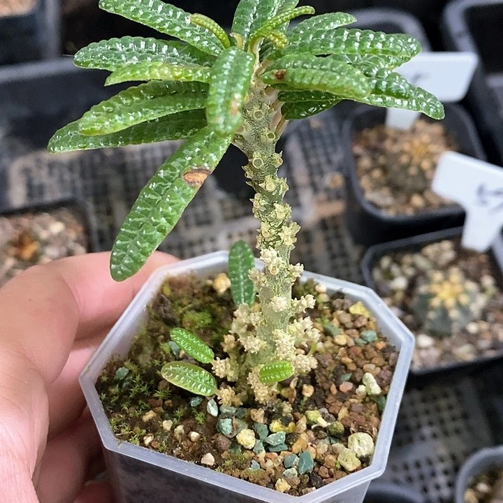 孤品泡泡叶巨琉桑小群爆仔