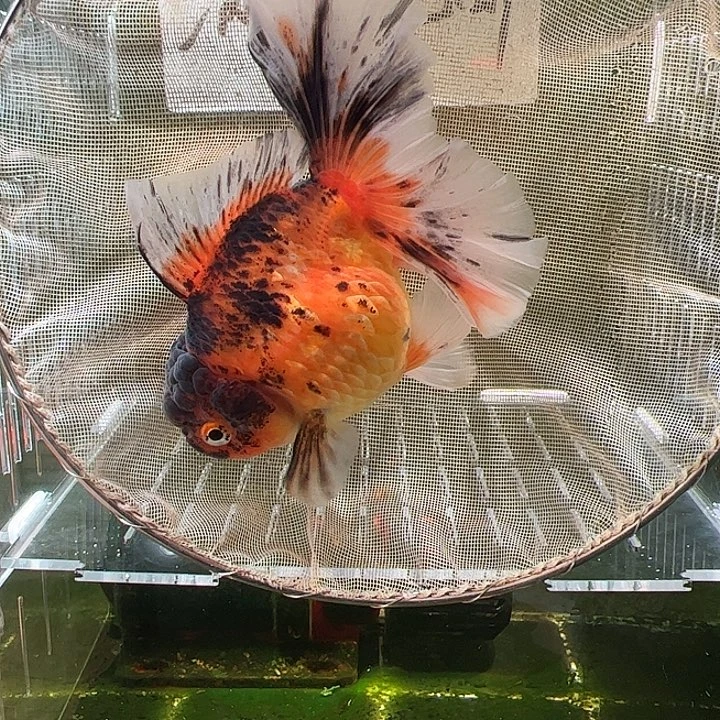 金鱼百褶泰狮压成49