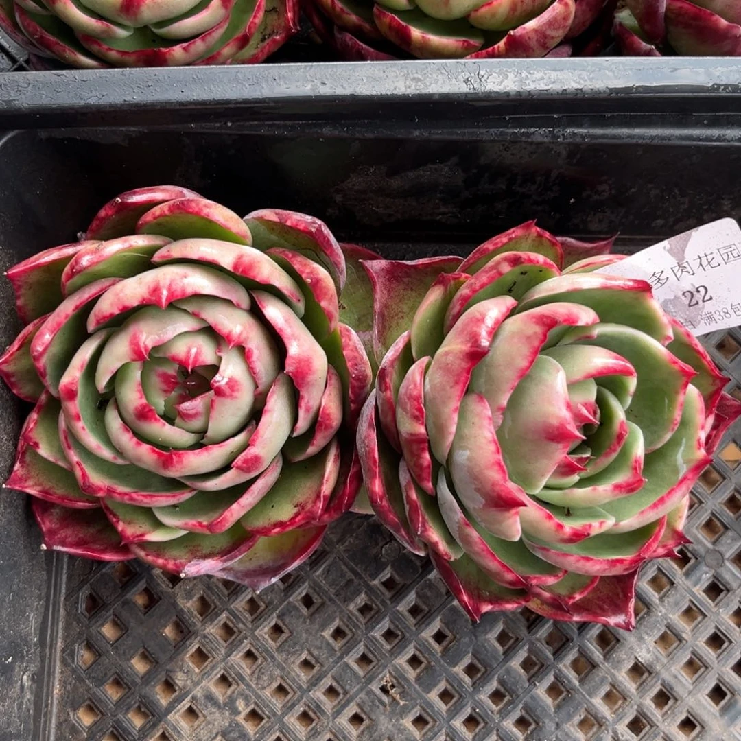 一****强1.12-22惊鸿两个11111111