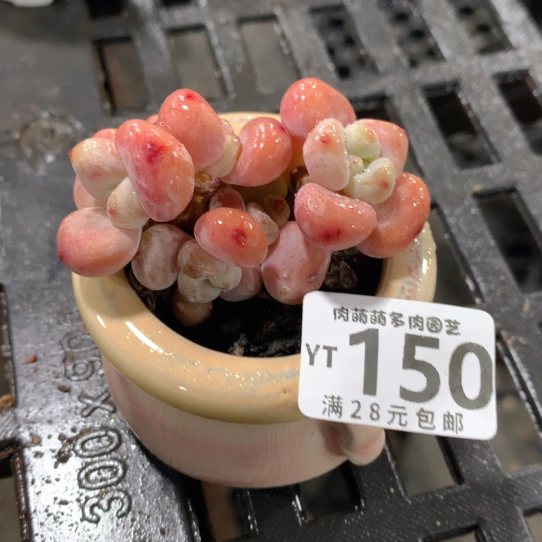 肉萌萌拇指盆精控多肉YT150