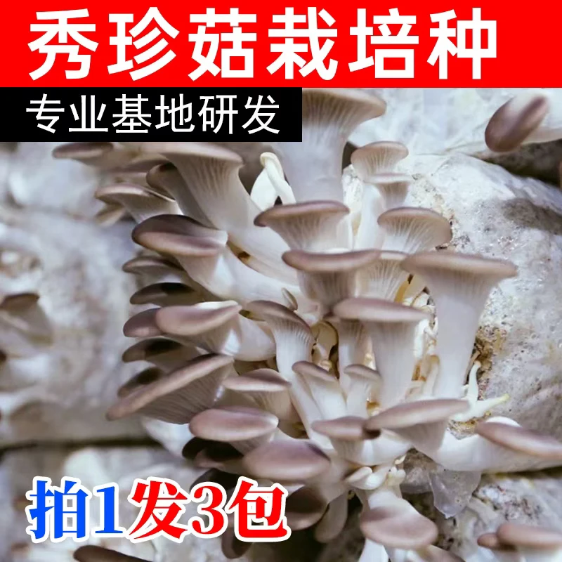 【秀珍菇栽培种】拍1发3包-冷老师推荐菌包菌种菌棒蘑菇种植包阳台