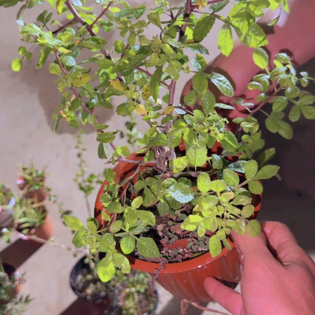 鹅***~块根植物块根植物