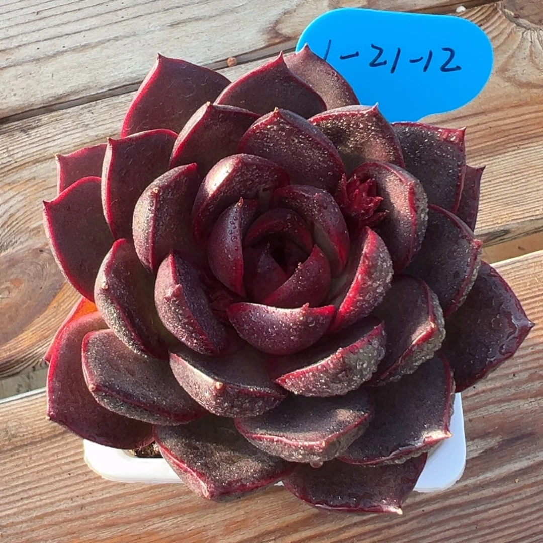 1-21-12巧克力玫瑰多肉植物