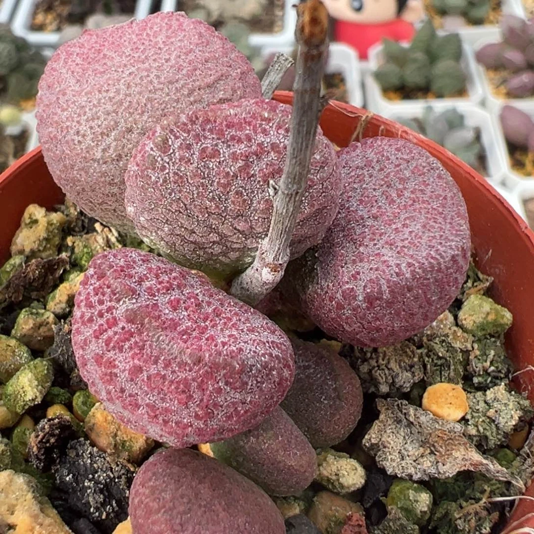 121号多头纯木质桩多肉植物水泡