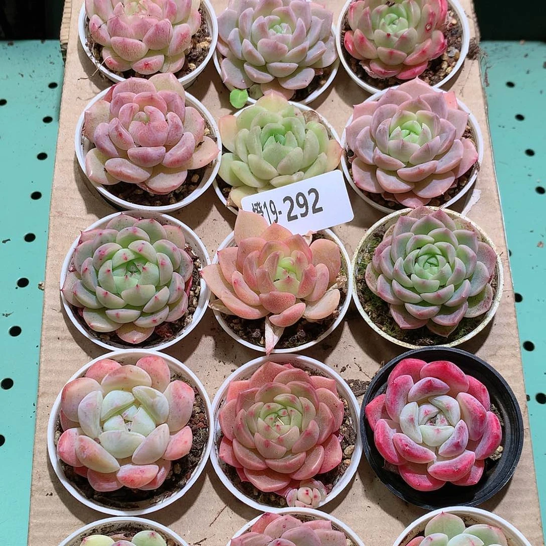 19-292一物一拍带盆18颗