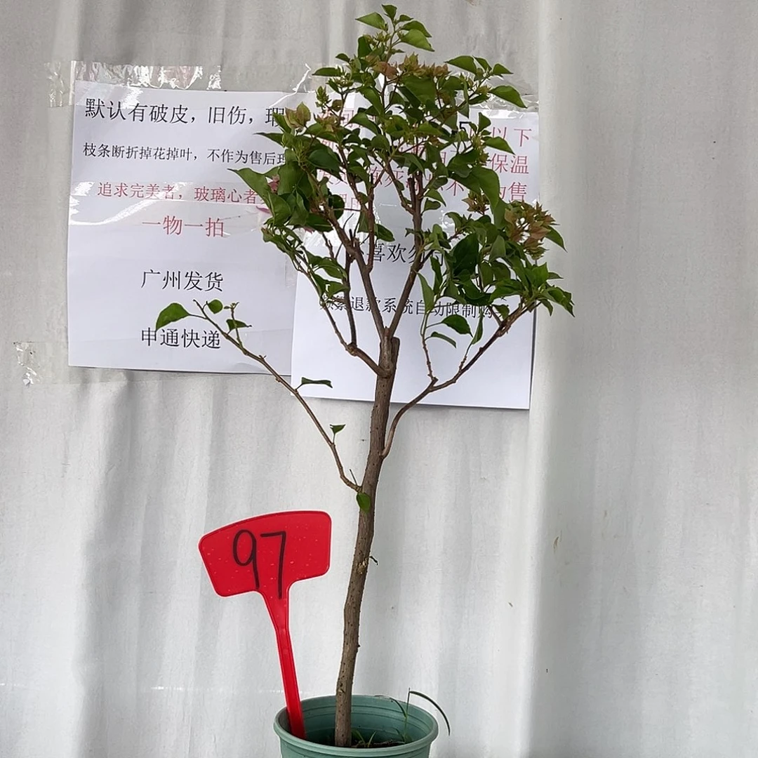 当前无花栽培后可以开花97重瓣粉