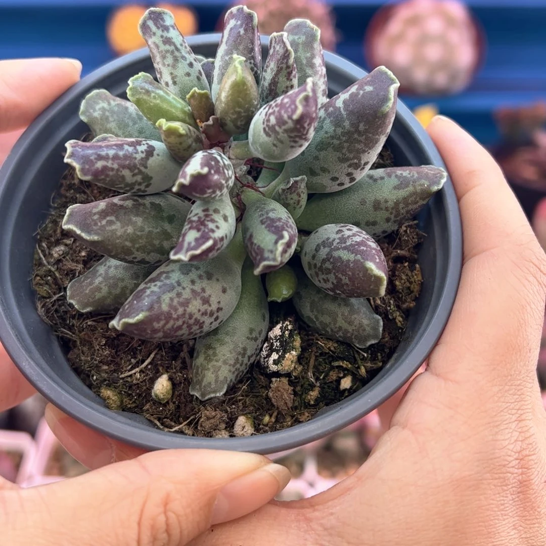 最**国紫肌海豹。