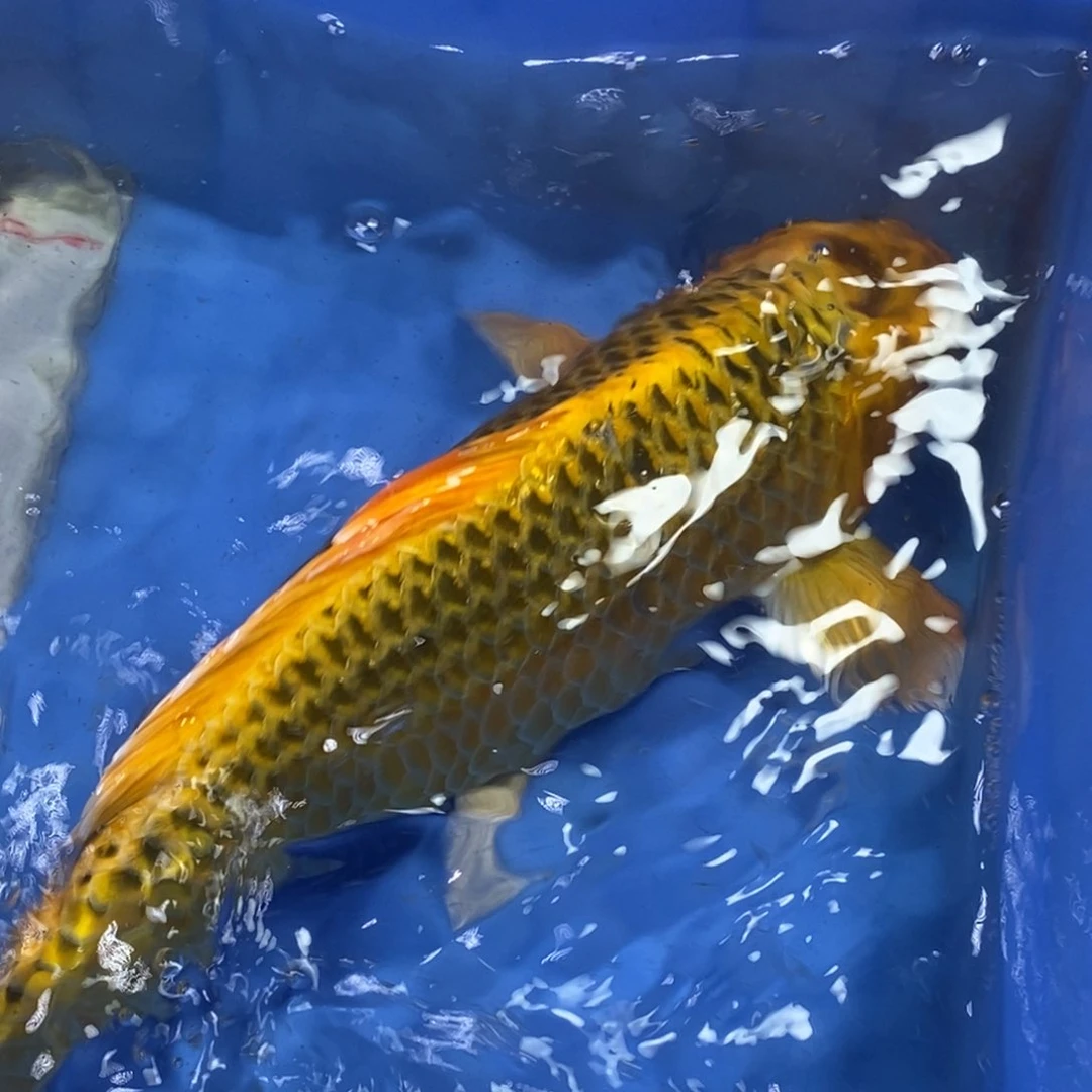 锦鲤冷水锦鲤包邮