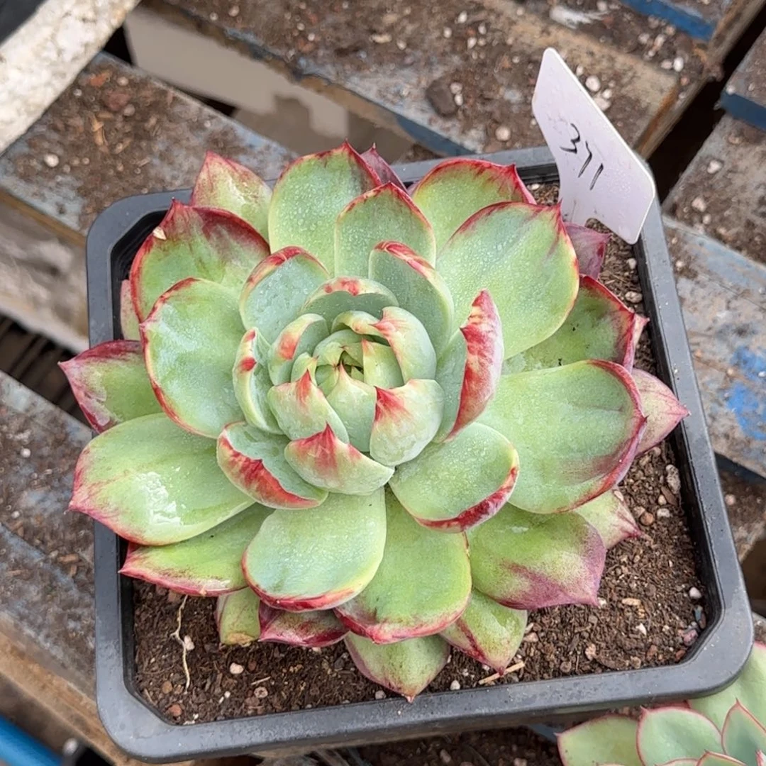 惊鸿一物一拍包装收缩花旱371