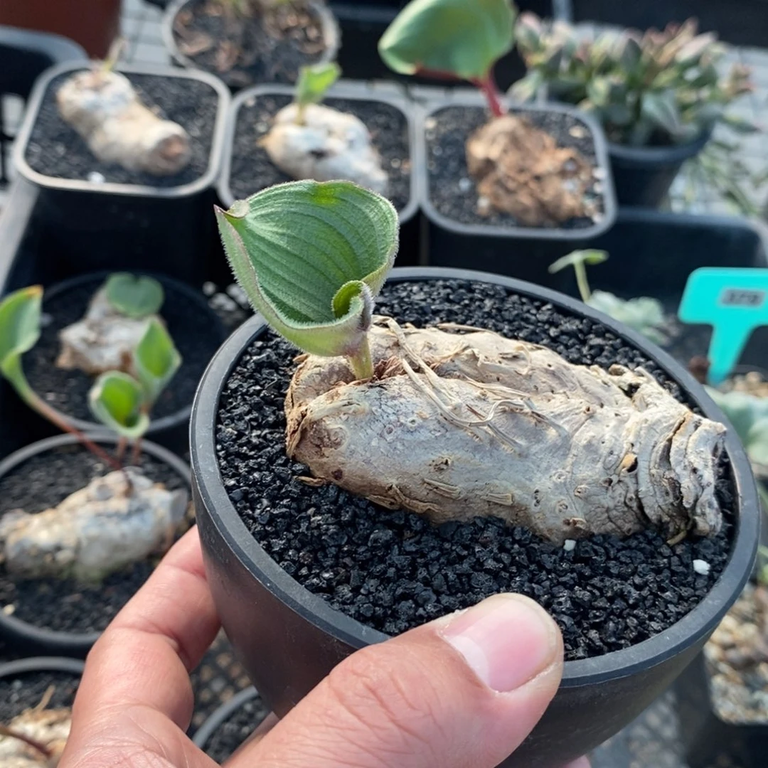 毛叶冰之镜多肉植物