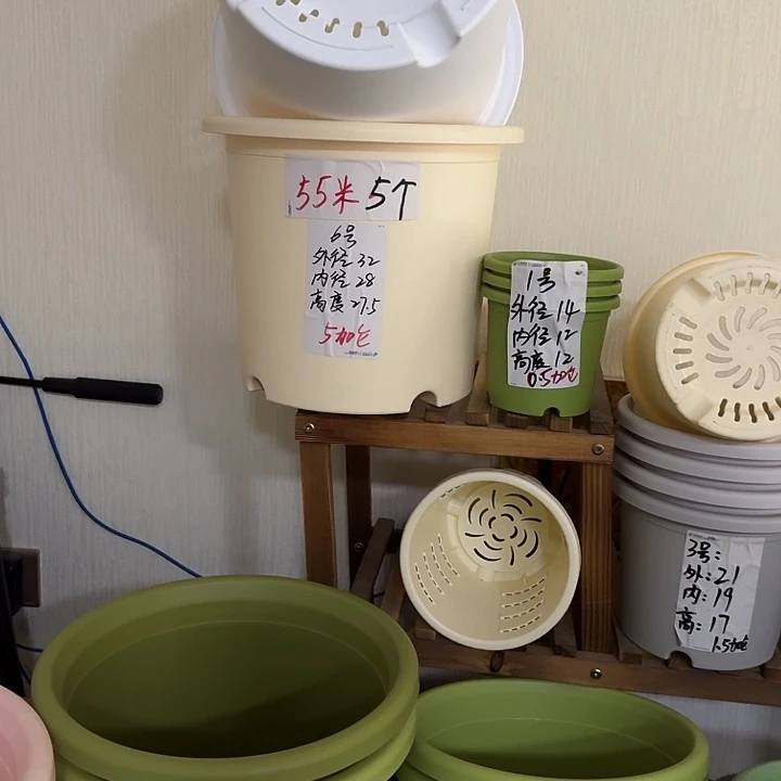 米黄色6号口径32无托10个