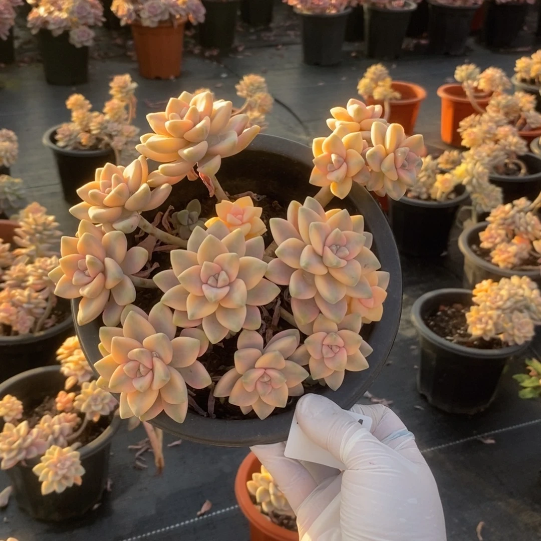 4501美杏锦一物一拍