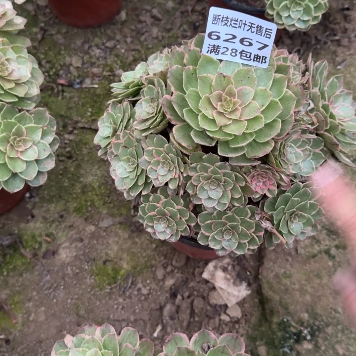 6267二号棚莲花座糖心A