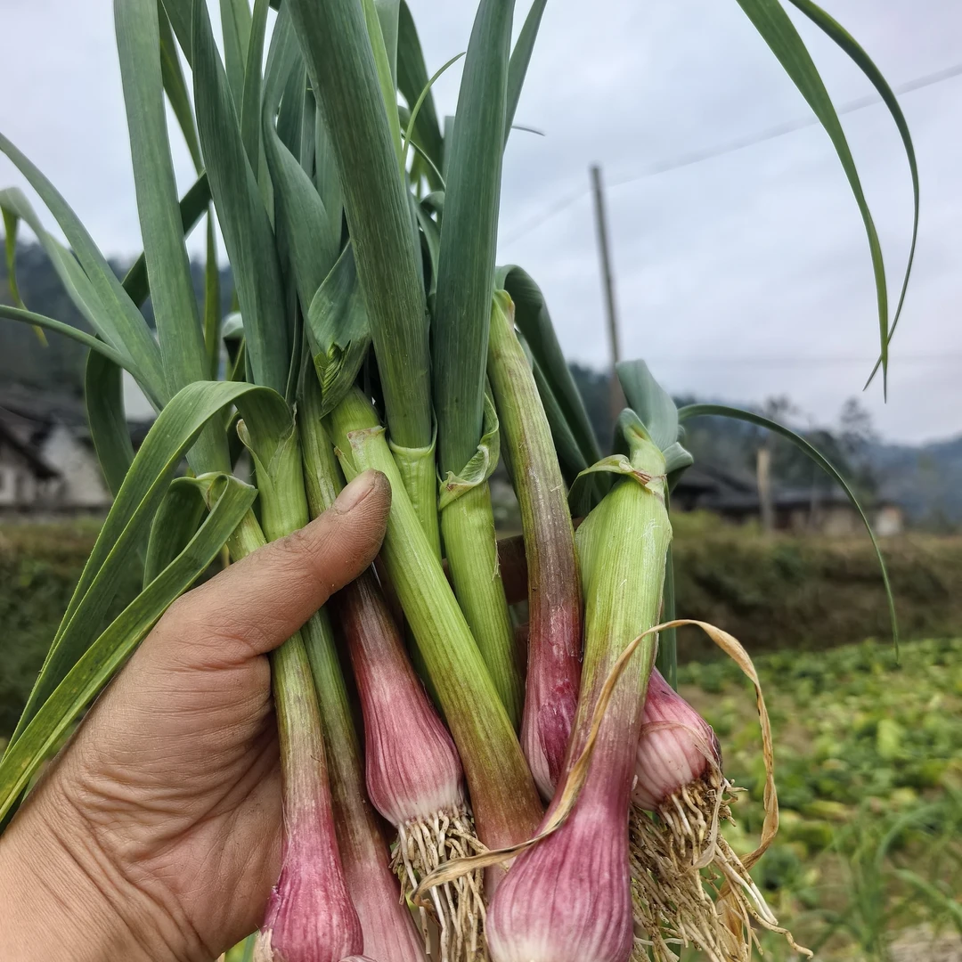 贵州农家新鲜现扒红根蒜苗带泥露天应季蔬菜蒜香味十足