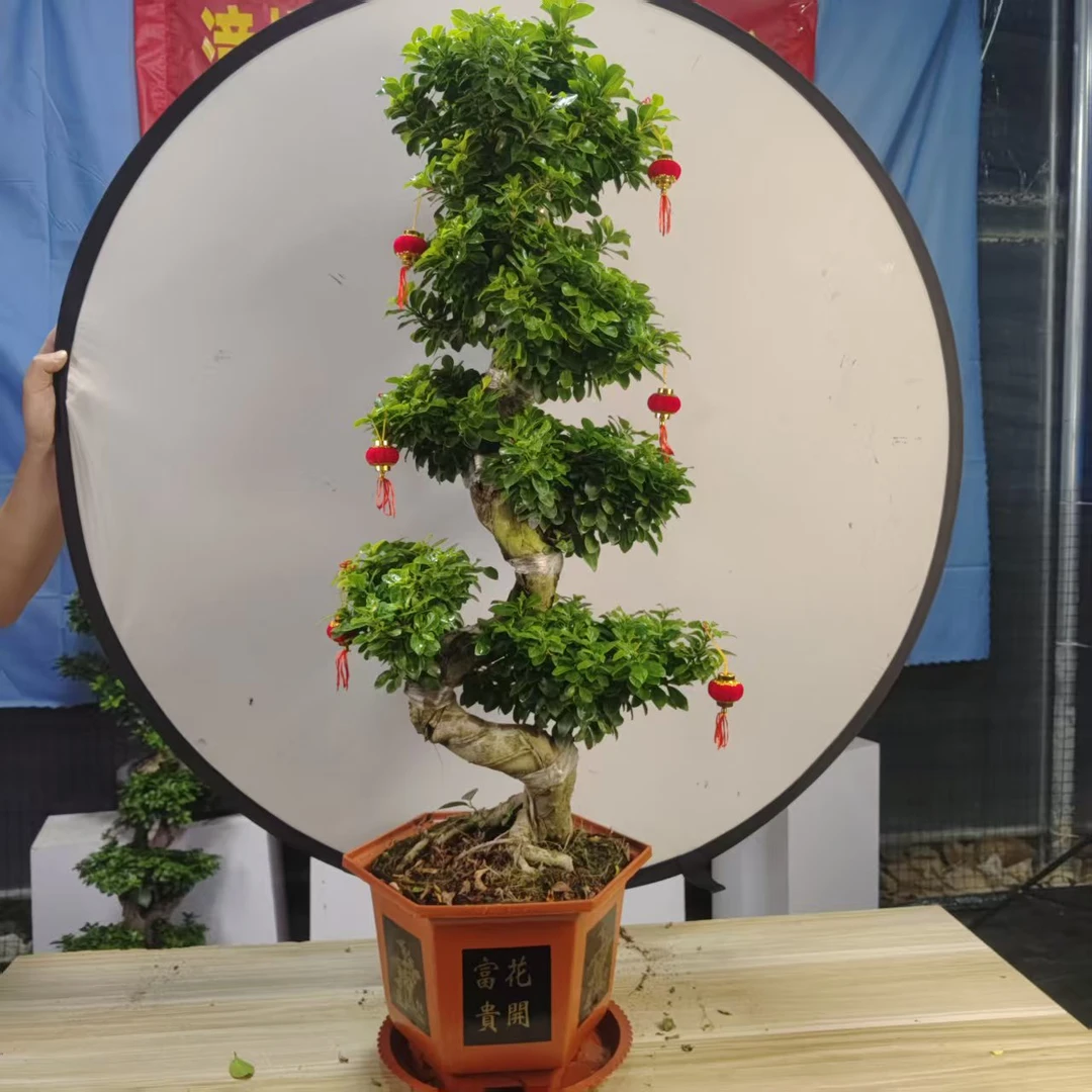 高度1米左右小叶金钱榕树大S造型四季常青好养绿植室外庭院阳台