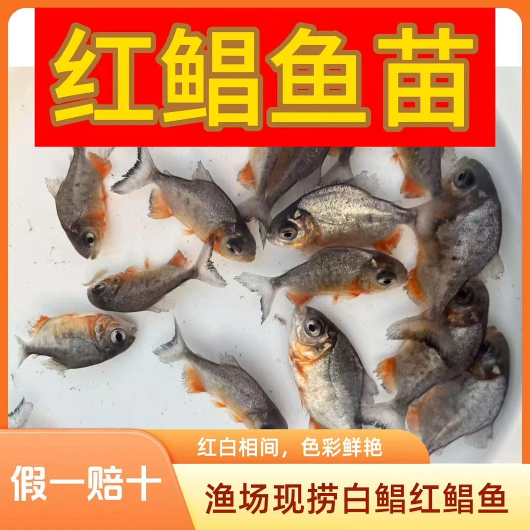 渔场批发鲳鱼苗淡水好养耐活白鲳鱼食用红鲳鱼观赏鱼