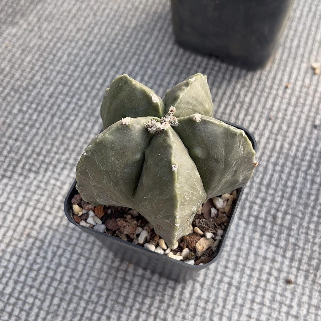 核桃鸾凤玉一物一拍