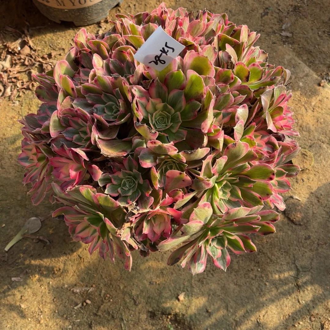 11-28-45男神法师锦