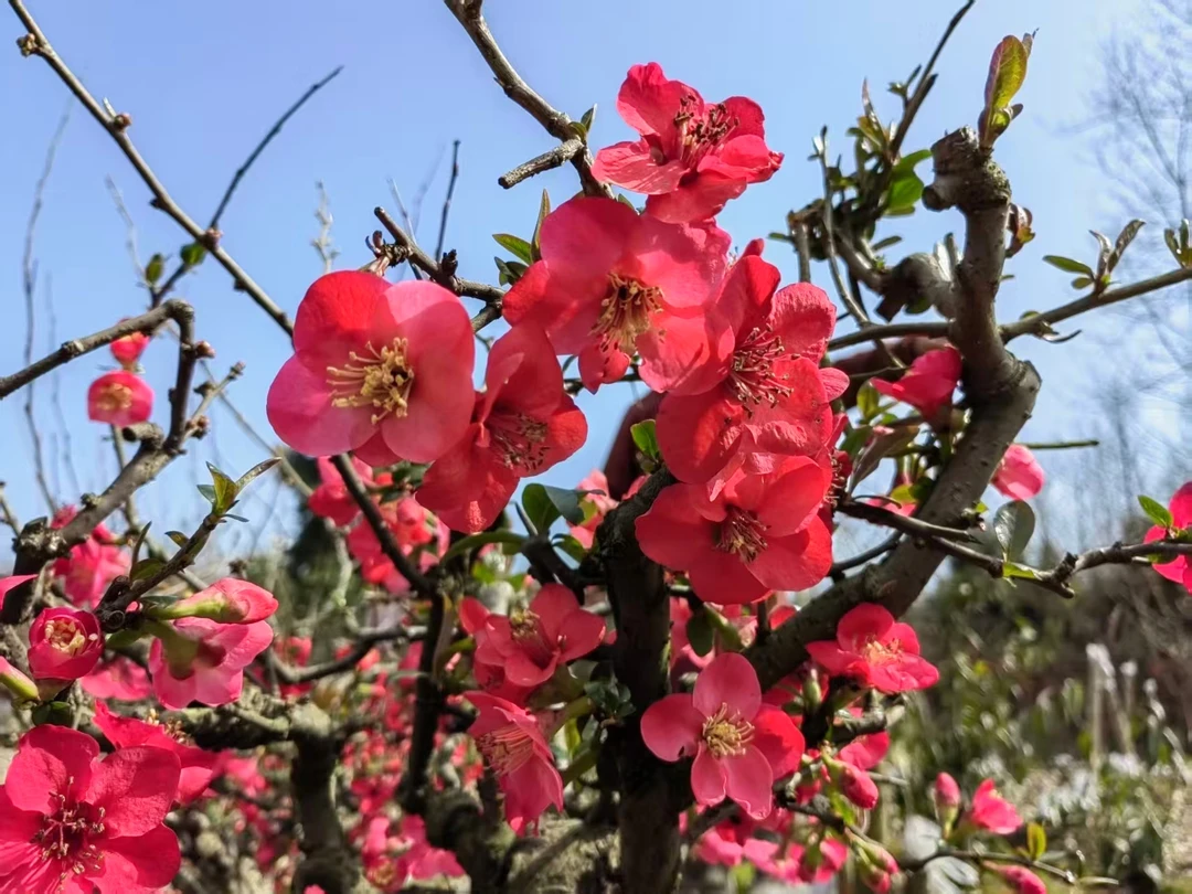 海棠造型老桩盆栽盆景，一物一拍。海棠树绿植盆栽室内
