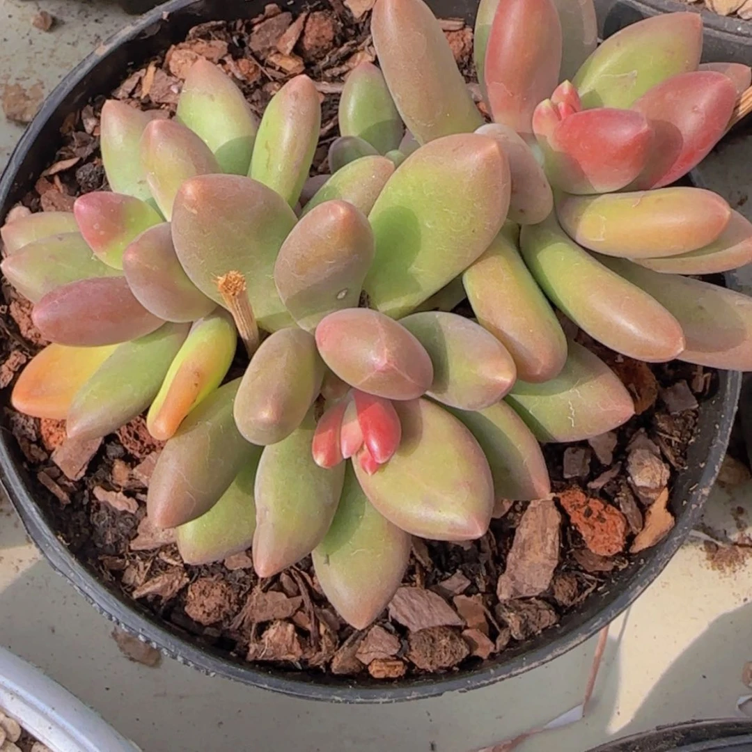 【闪购商品】三头芒果奶