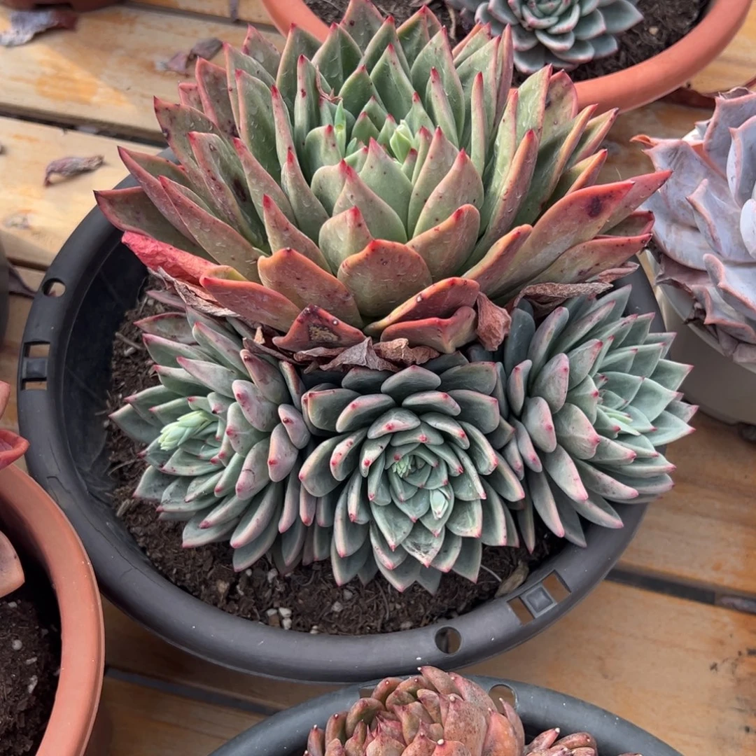 多肉香槟【非偏远地区满18包邮】