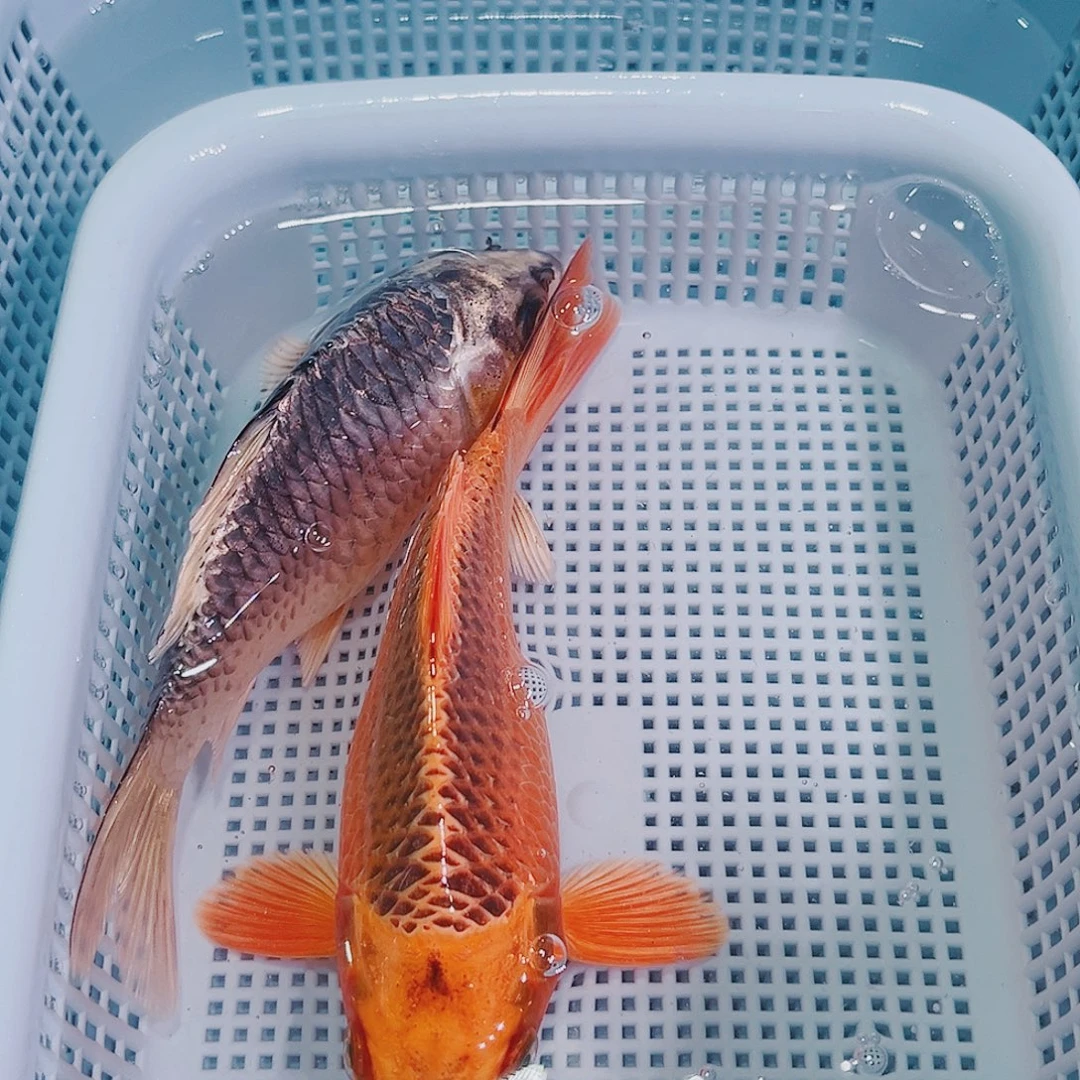 锦鲤锦鲤冷水鱼观赏128