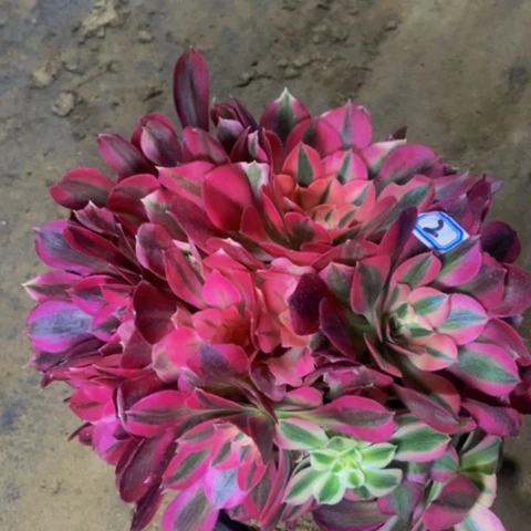 粉女巫多肉植物一物一拍2多肉