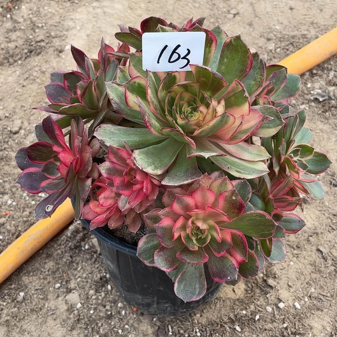 法师植物魅影法师163